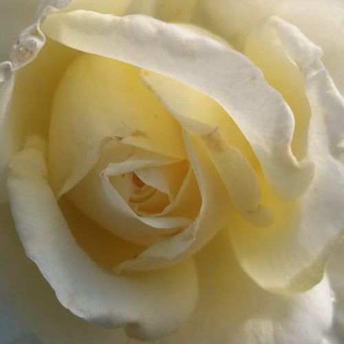 Rosa Erény - trandafir cu parfum discret - Trandafir copac cu trunchi înalt - cu flori tip trandafiri englezești - alb - Márk Gergely - coroană dreaptă - Floare plină cu diametru 10 cm, alb cu tentă de galben lămîie pal. Înfloreste de la începutul luni ma